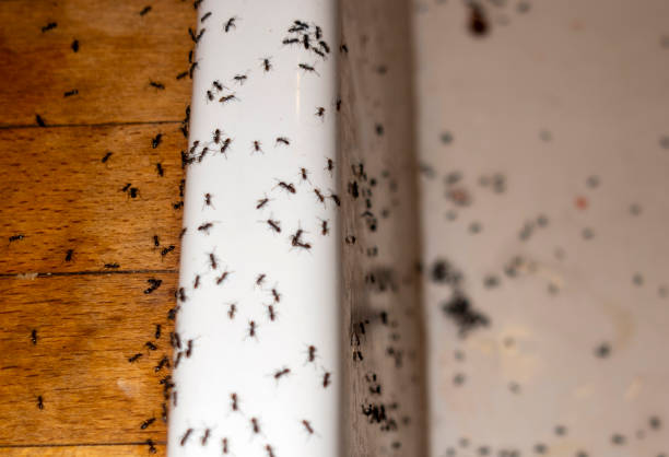 Best Flea Control Services  in Gladstone, OR
