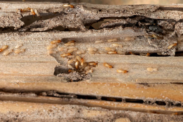 Best Commercial Pest Control Services  in Gladstone, OR